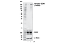 Phospho-GCN2 (Thr899) (E1V9M) Rabbit mAb