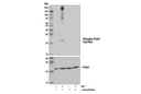 Redox Homeostasis and Signaling Antibody Sampler Kit