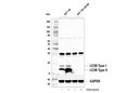 LC3B (E7X4S) XP Rabbit mAb