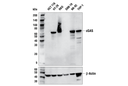 cGAS (E5V3W) Rabbit mAb