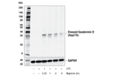 Mouse Reactive Pyroptosis Antibody Sampler Kit