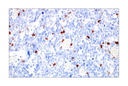 CD57 (HNK-1) Mouse mAb