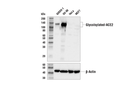 ACE2 Antibody